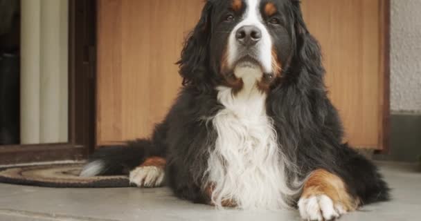 Perro Tendido Porche Huele Aire Mirando Calle Gran Mascota Linda — Vídeo de stock