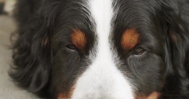 Extreme Close Shot Sad Dog Eyes Tired Sleepy Dog Trying — Stock Video