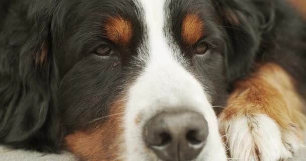 Niedlichen Großen Berner Sennenhund Liegend Auf Veranda Entspannen Nach Dem — Stockvideo