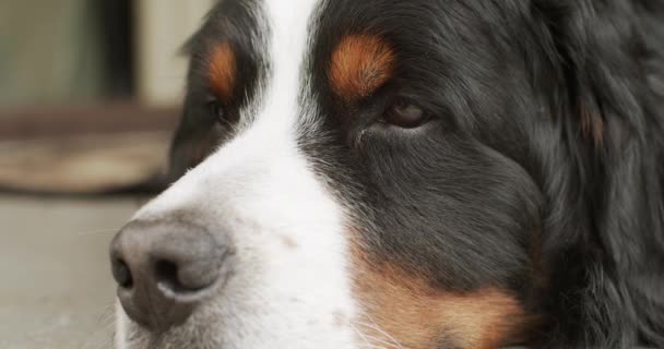 ポーチで休んでいる犬の肖像画をクローズアップ家を守る かわいいベルン山の犬は忍耐強く歩行餌のために彼の所有者のマスターを待って逃す — ストック動画