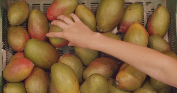 Mulher Mão Selecionando Manga Mercado Conceito Closeup Seleção Compra Frutas — Vídeo de Stock