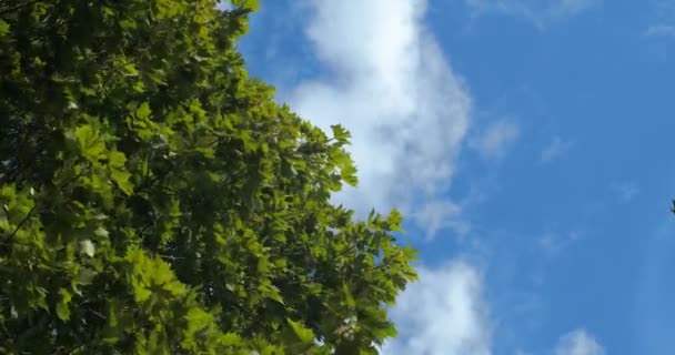 Árvore Bordo Verde Movendo Vento Contra Céu Azul Com Nuvens — Vídeo de Stock