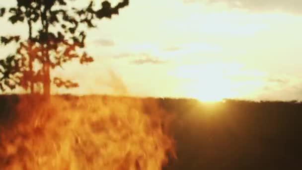 Großes Lagerfeuer Auf Dem Hintergrund Der Verschwommenen Natur Sommer Großen — Stockvideo