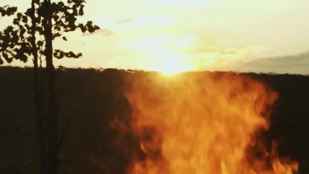 Bright Flames Burn Sunset Background Nature Close Video Cámara Lenta — Vídeos de Stock
