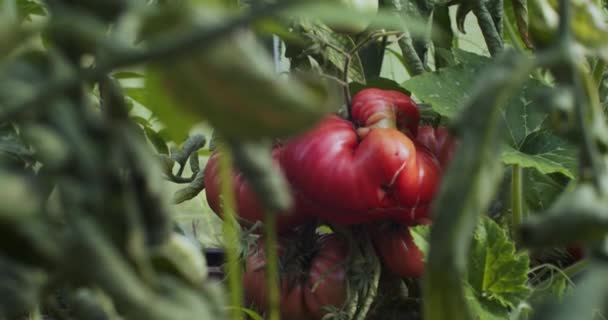 Reife Und Frische Bio Tomaten Weinreben Treibhaus Nahwinkel Garten Wachsen — Stockvideo