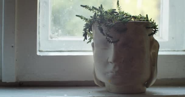 Eski Pencere Pervazında Duran Yeşil Sulu Bitkilerle Birlikte Kafa Şeklindeki — Stok video