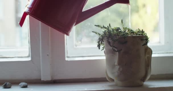 Onherkenbare Tuinman Besproeiende Vetplanten Groeien Creatieve Bloempot Binnenshuis Natuurlijk Licht — Stockvideo