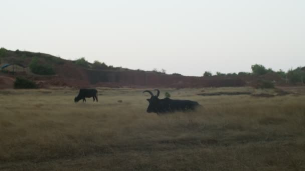 Calm pastoral landscape with horned cow relaxing on green field slow motion. Wild bovine animals lying on countryside background on indian farmland. Agriculture farming milk meat industry — Stock Video