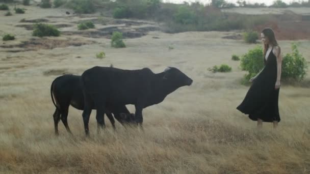 Hermosa chica va a vacas salvajes en el campo. Hermosa chica en vestido negro acercarse a las vacas salvajes que pastan en el campo. Mujer bonita va a acariciar el toro interacción humana con la vida silvestre — Vídeos de Stock