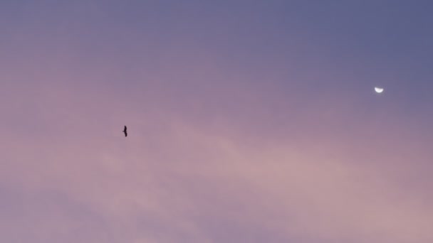 Vista de ângulo baixo do céu azul da noite com pássaro voando perto da lua câmera lenta. Silhueta de águia pairando acima no espaço de texto cópia de fundo da noite. Movimento papel de parede natureza humor romântico — Vídeo de Stock