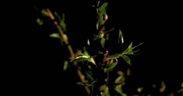 Gece karanlığında parlayan yeşil yapraklı genç dal yavaş çekim. Arka planda yanan bitkinin doğal duvar kağıtlarını yakından hareket ettiriyor. Botanik çiftçiliği filizleniyor. Ekoloji çevre koruması — Stok video