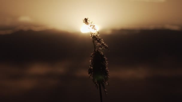 Viento soplando en caña cerca de fondo dorado atardecer. Campo de otoño con planta de hierba seca temblando solo en la luz de la noche cámara lenta. Naturaleza fondo de pantalla calma estado de ánimo tranquilidad. Entorno de viaje — Vídeos de Stock