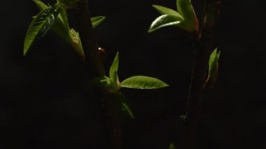 Kırmızı uğur böceğinin yeşil yaprakların üzerinde emeklerken çekilmiş makro video görüntüleri. Geceleri yavaş çekimde hareket eden küçük böcek dişi kuşun yakın görüntüsü. Doğa biyolojisi. Ekoloji koruması