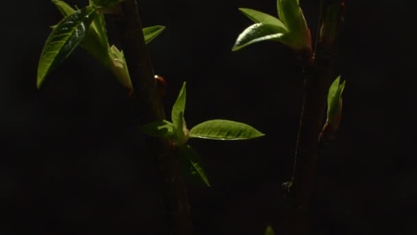 Макровидео, на котором красная божья коровка ползает по зеленым листьям на черном фоне. Крупный план маленького насекомого леди-птица движущейся ветки в ночное замедленное движение. Биология фауны природы. Защита окружающей среды — стоковое видео
