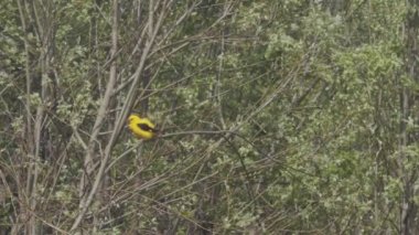 Sarı tropikal kuş, tek başına yeşil dalda oturan bir aşk partneri istiyor. Oriole, Forest Park 'ın yavaş çekim fotokopi alanında zarifçe poz veriyor. Kuş izleme konsepti