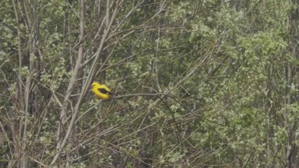 Κίτρινο τροπικό πουλί που καλεί για σύντροφο της αγάπης κάθεται στο πράσινο δέντρο κλαδιά μόνο. Oriole θέση σκαρφαλώνοντας χαριτωμένα στο πάρκο δάσος αργή κίνηση αντίγραφο χώρο κειμένου. Ορνιθολογία για παρατήρηση πτηνών — Αρχείο Βίντεο