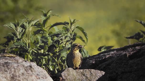 Europejski zięba skacząc na zewnątrz na skałach płytkie zielone tło natury. Zamknij portret małego śpiewającego ptaszka niosącego jedzenie w dziobie w zwolnionym tempie. Ornitologia biologia ochrona ptaków — Wideo stockowe
