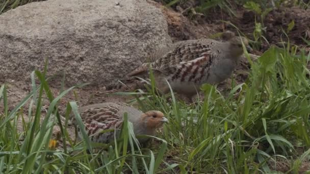 Quelques perdrix se nourrissant au ralenti dans un champ vert d'été. Oiseaux sauvages mangeant sur le terrain à l'extérieur fond de campagne. Protection de l'environnement animal. Nature sauvage concept de chasse — Video