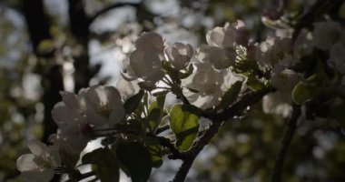 Çiçek açan ağaç dalının Macro ön görüntüsü arka planda doğal güneş ışığı ağır çekim ile aydınlatılıyor. Rüzgarda sallanan beyaz çiçekler bahar bahçesinde güneş ışığına yakın. Yeni hayat uyanış kavramını seviyorum.