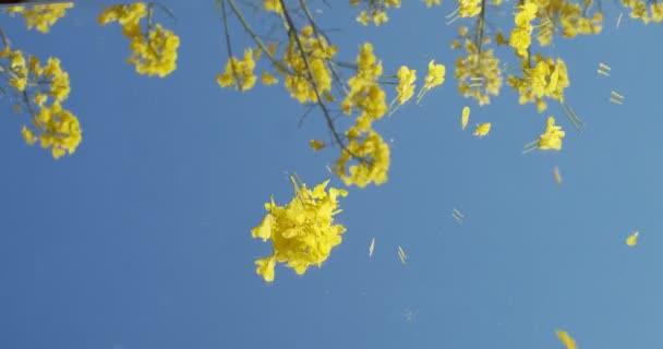 Vista de ángulo bajo de flores amarillas temblando sobre pétalos de viento que caen sobre el fondo azul del cielo. Fondo de pantalla natural de las plantas en flor que crecen en la naturaleza salvaje cámara lenta. Primavera belleza patrones florales — Vídeo de stock