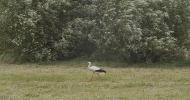 Yaban leyleğinin yeşil çimlere ağır çekimde bastığının görüntüsü. Güzel siyah ve beyaz kuş sakince dışarıda doğa arka planında yürüyor. Hayvan koruması. Beyaz Rusya sembolü