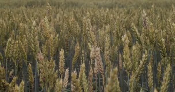 Motion wallpaper of wheat field trembling in wind close up handheld device sliding tracking shot. Macro front view of cereals ears growing outdoors countryside. Agriculture plant selection allergy — Stock Video