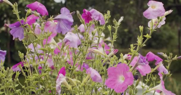 Macro motion behang van violette paarse bloemen beven in de wind buiten slow motion. Kleurrijke planten groeien in de zomertuin ondiepe groene achtergrond. Natuur schoonheid milieu — Stockvideo