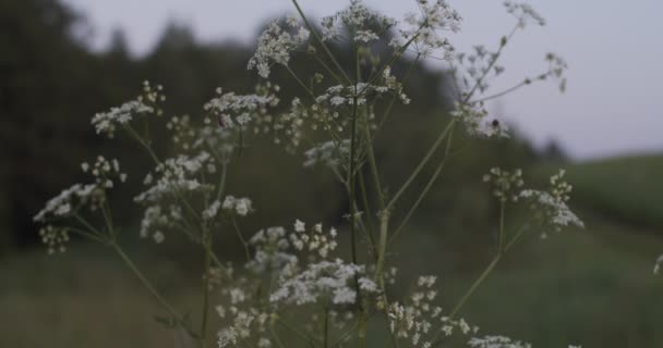 夕方の閉鎖中の夏の牧草地の白い小さな花。野生の花と医療用ハーブYarrow Achillea Millefolium On The Field.伝統医療における自然療法と医療 — ストック動画