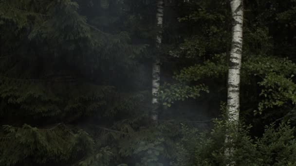 Mörkgrön skog med ångande kransar av dimma utomhus slow motion tapet. Naturlig bakgrund av vilda skogsträd på hösten dimmigt väder. Naturmiljö ekologi jord dag koncept — Stockvideo