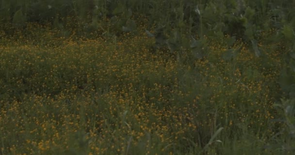 Piękna łąka z żółtymi i białymi dzikimi kwiatami o zachodzie słońca w tle natury. Małe dzikie kwiaty z kolorowymi kwiatami i ziołami na polu o zachodzie słońca. Wieczorny krajobraz wsi — Wideo stockowe