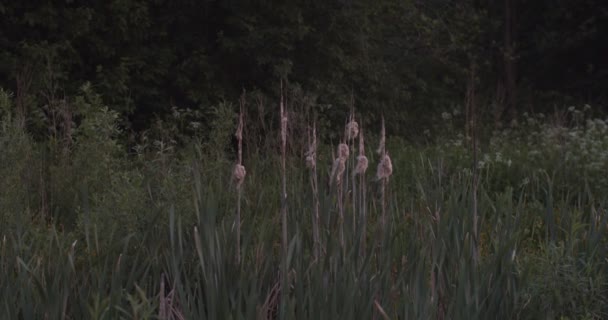Trockener Rohrkolben im belarussischen Sumpf natürlichen Hintergrund. Wildblumen Pflanzen und Kräuter auf Wiesen und Feldern in Weißrussland. Konzept zur Rettung der Natur — Stockvideo