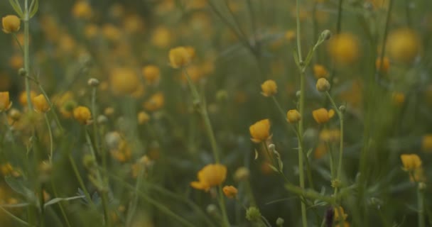 Våräng med vilda blommor Buttercups naturlig bakgrund. Promenera genom den alpina blomsterängen med små gula blommor på kvällen vid solnedgången närbild. Medicinska örter och hälsovård — Stockvideo