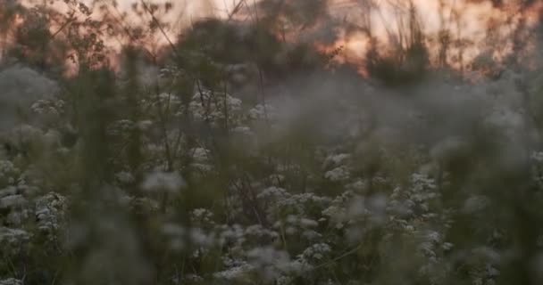 Weiße Blumen auf einer Sommerwiese am Abend bei Sonnenuntergang Natur Hintergrund. Kleine wilde Blumen oder Heilkräuter Schafgarbe auf dem Feld mit schönen Abend Red Sky Nahaufnahme — Stockvideo