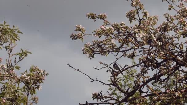 Άγρια wagtail πουλί κάθεται στο ανθισμένο κλαδί δέντρο απολαμβάνοντας την άνοιξη ηλιόλουστη μέρα. Χαμηλή γωνία άποψη του μικρού αηδονιού τραγουδώντας μόνο σε εξωτερικούς χώρους σε καθαρό μπλε φόντο του ουρανού. Ευρωπαϊκή προστασία της πανίδας — Αρχείο Βίντεο