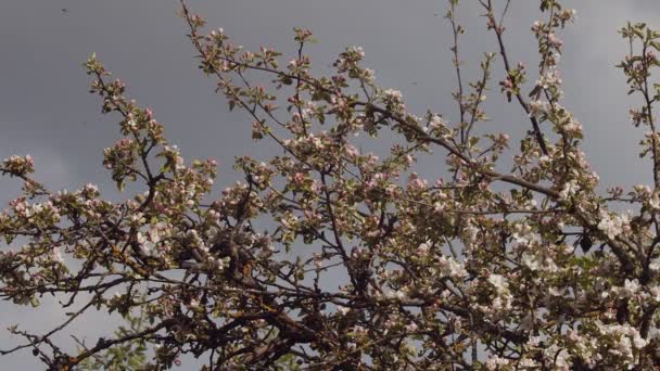 Άγρια πουλιά που πετούν ψηλά στον γαλάζιο ουρανό σε ανθισμένο φόντο δέντρου. Μικρό πουλί που κρύβεται σε ανθισμένα κλαδιά σε ηλιόλουστη ανοιξιάτικη αργή κίνηση. Φυσική ταπετσαρία του περιβάλλοντος της ορνιθοπανίδας — Αρχείο Βίντεο