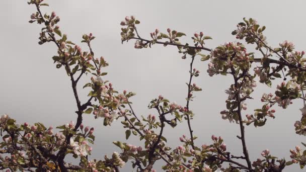 Blommig tapet av blommande träd på blå himmel bakgrund. Lugnt landskap med vårnaturen blommande äppelträd på varm solig dag. Miljö skydd jord dag. Naturligt skönhetsbegrepp — Stockvideo