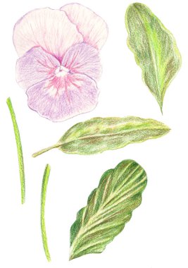 Çizim renk kümesi illüstrasyon