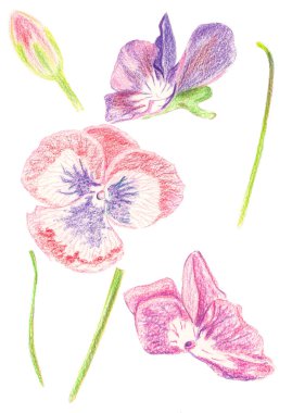 Çizim renk kümesi illüstrasyon