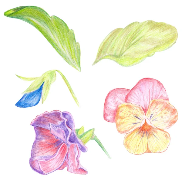 図面水彩蘭花と葉クローズ アップ ビュー上から色のイラスト セット — ストック写真