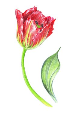 El gerçekçi bir lale çizimi