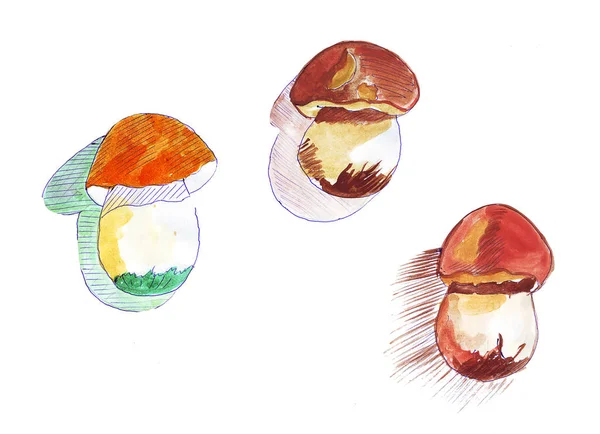 Ручний малюнок акварелі гриба — стокове фото