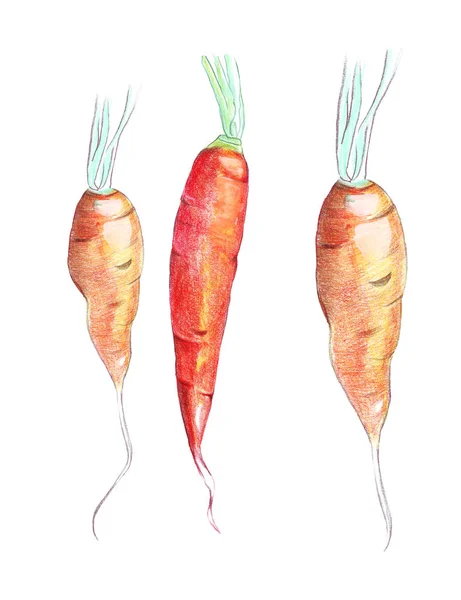Колір олівця рука малює моркву з листям — стокове фото