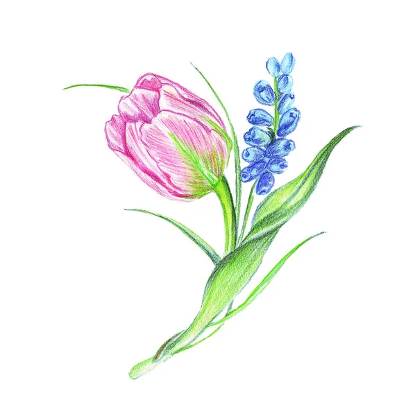 Ilustración de racimos de flores de colores en la composición de un tulipán y un jacinto — Foto de Stock