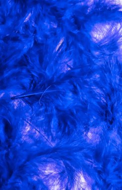 Renkli tüyleri kabarık mavi kuş