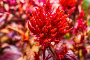 Bir kırmızı makro fotoğraf