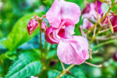Makro fotoğraf bir pembe bilinen çiçek