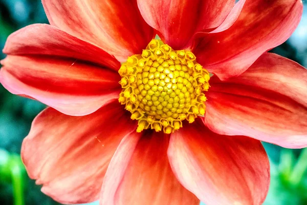 Макрофото красного цветка хризантемы — стоковое фото