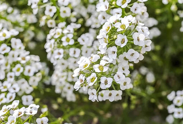 Makro fotografii bílé řebříček obyčejné — Stock fotografie