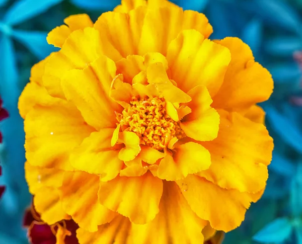 Макрофото гвоздичного цветка — стоковое фото