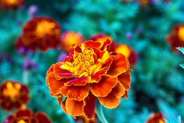 Макрофото гвоздичного цветка — стоковое фото